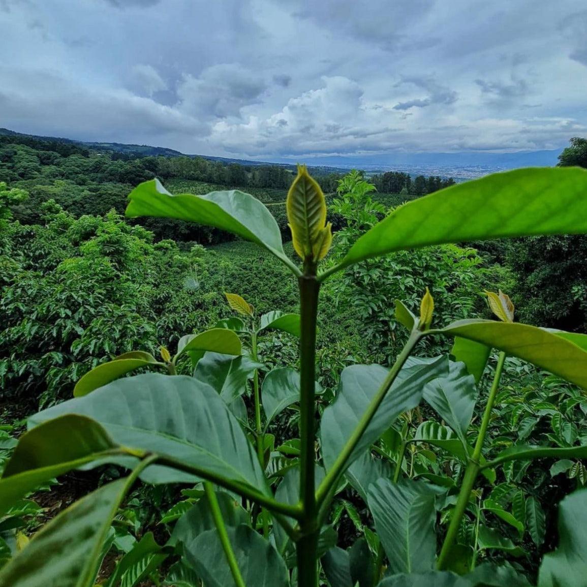 Finca cafetalera Aquiares Costa Rica
