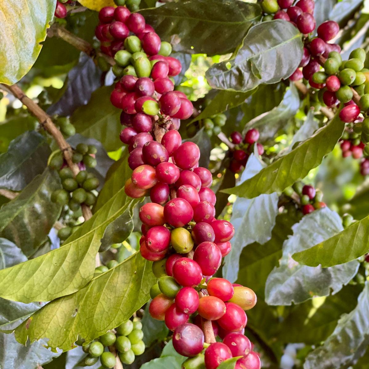 COSTA RICA | MIEL - Quinto Café