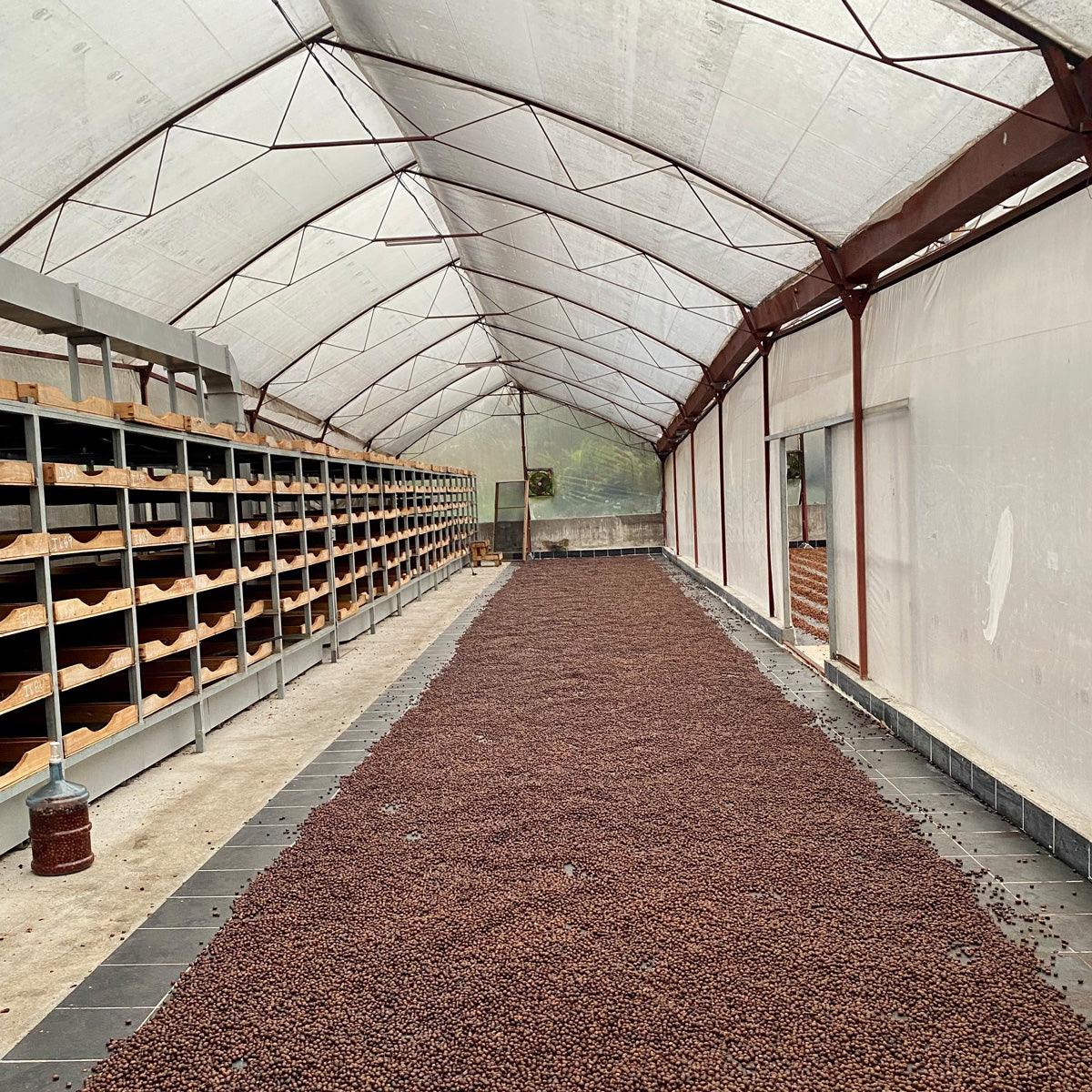 COSTA RICA | MIEL - Quinto Café