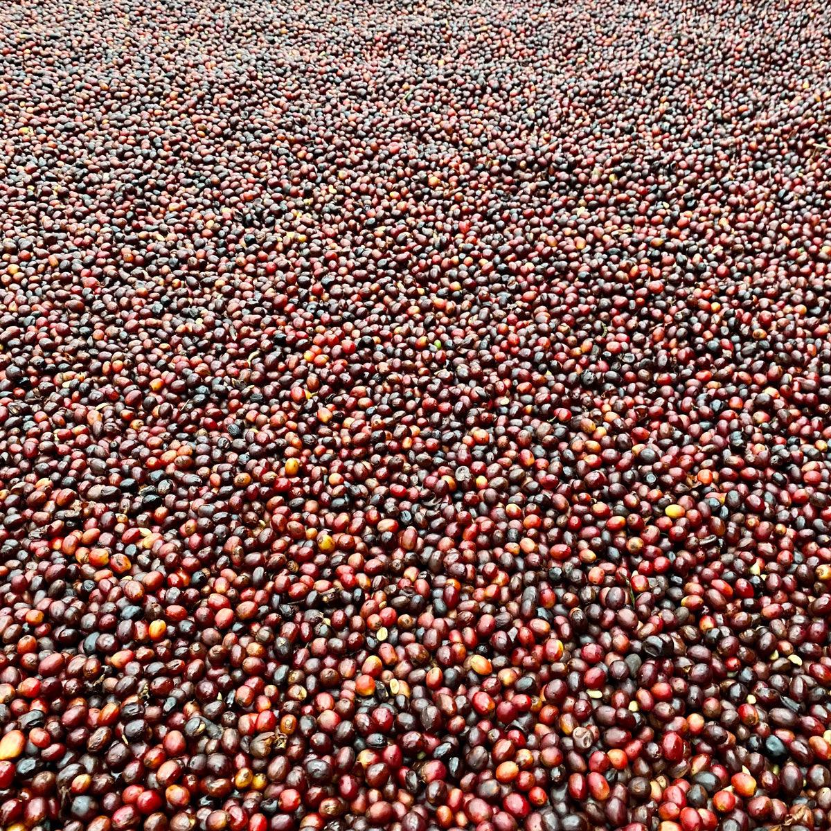 COSTA RICA | MIEL - Quinto Café