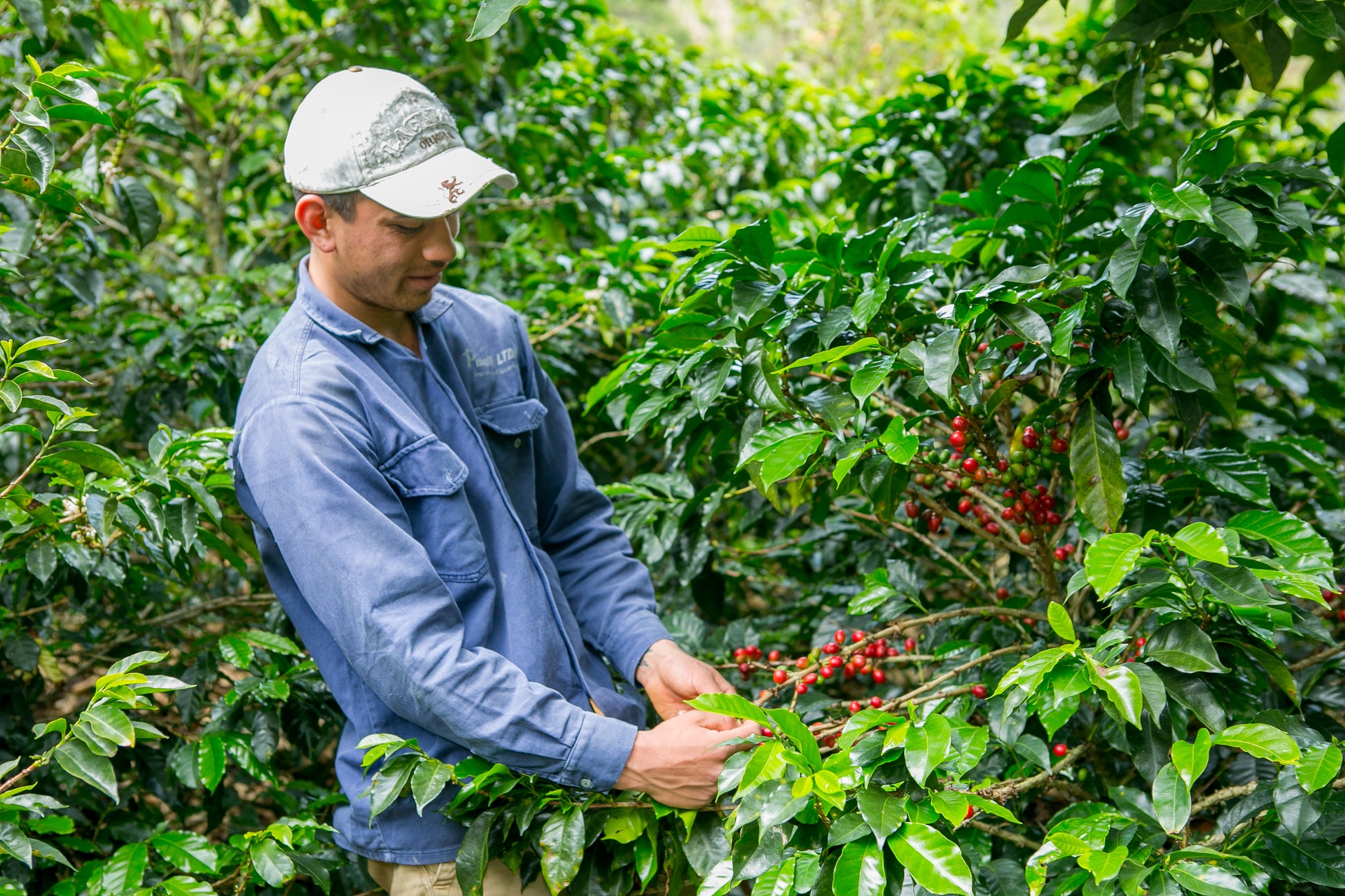 Néctar | Urrao, Colombia | Notas Florales y Cítricas - Quinto Café