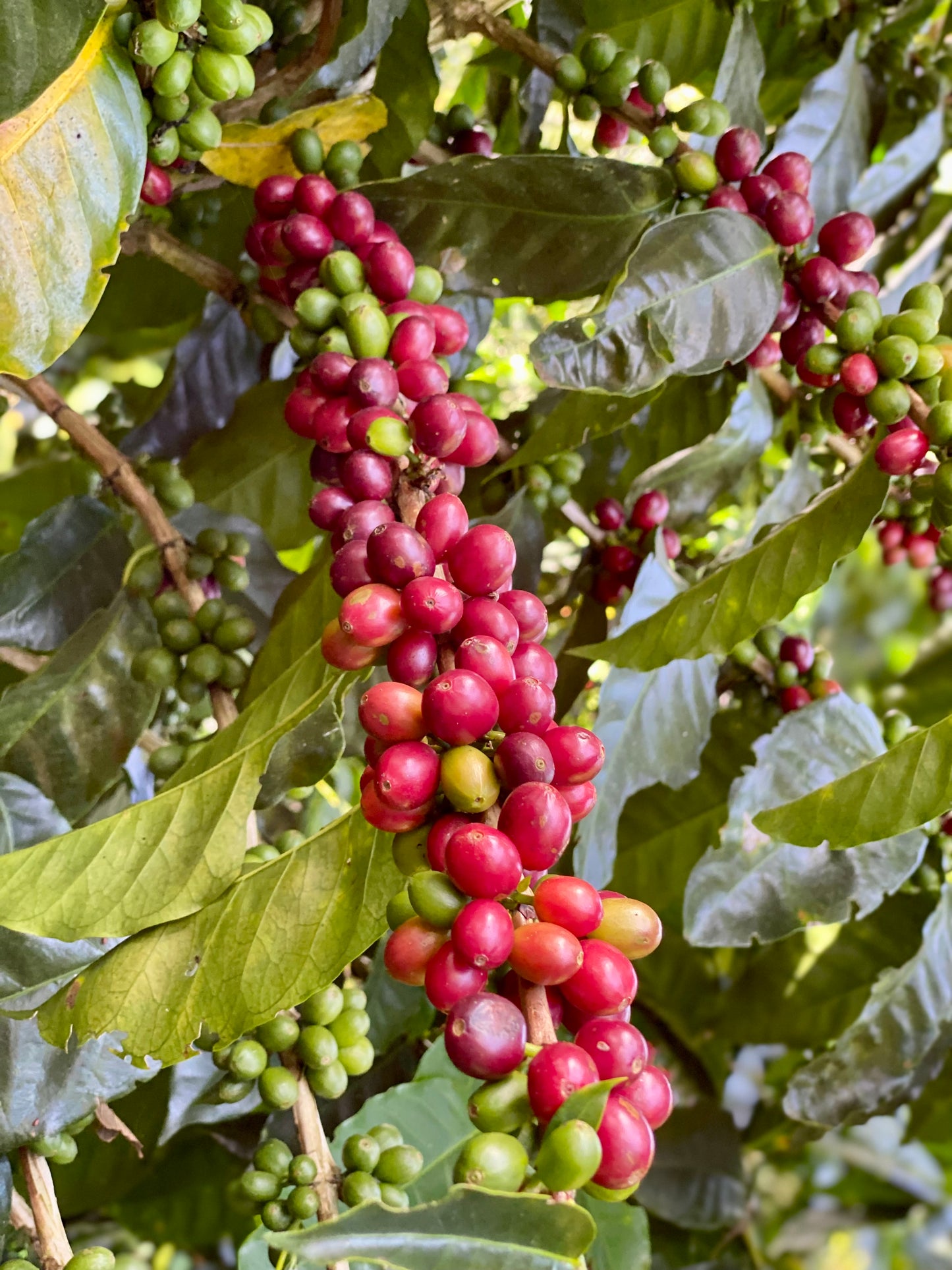 Esperanza by Aquiares| Costa Rica| Miel - Quinto Café