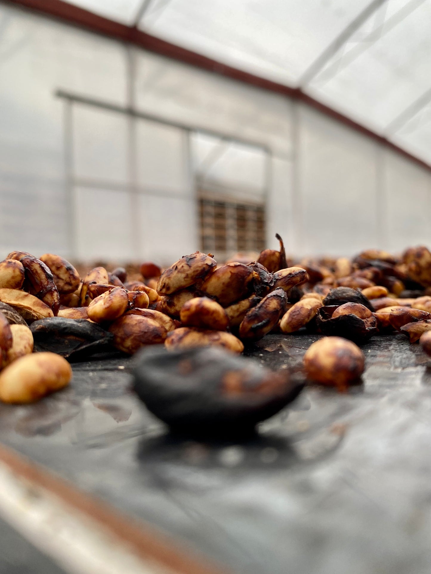 Esperanza by Aquiares| Costa Rica| Miel - Quinto Café