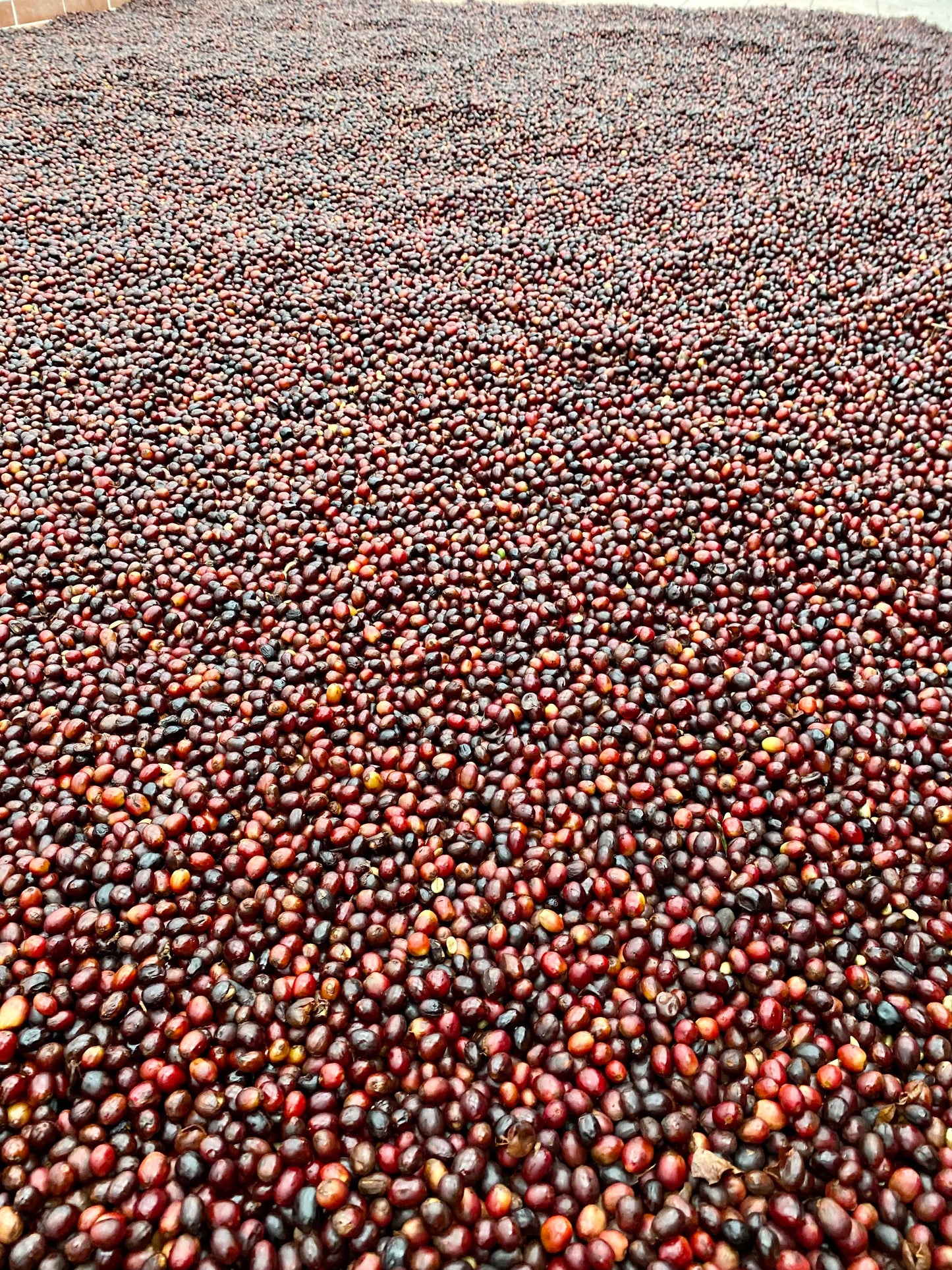 Esperanza by Aquiares| Costa Rica| Miel - Quinto Café