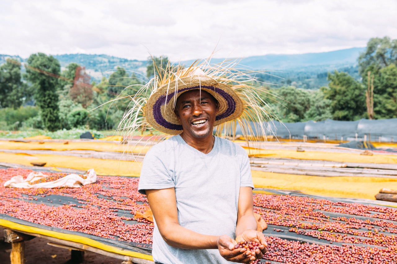 Productor de café en la estación de secado Mulish, Etiopía, mostrando granos de café recién secados.