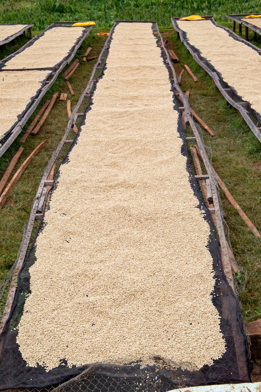 Mesas de secado al sol con granos de café esparcidos sobre malla negra, rodeadas de vegetación y césped