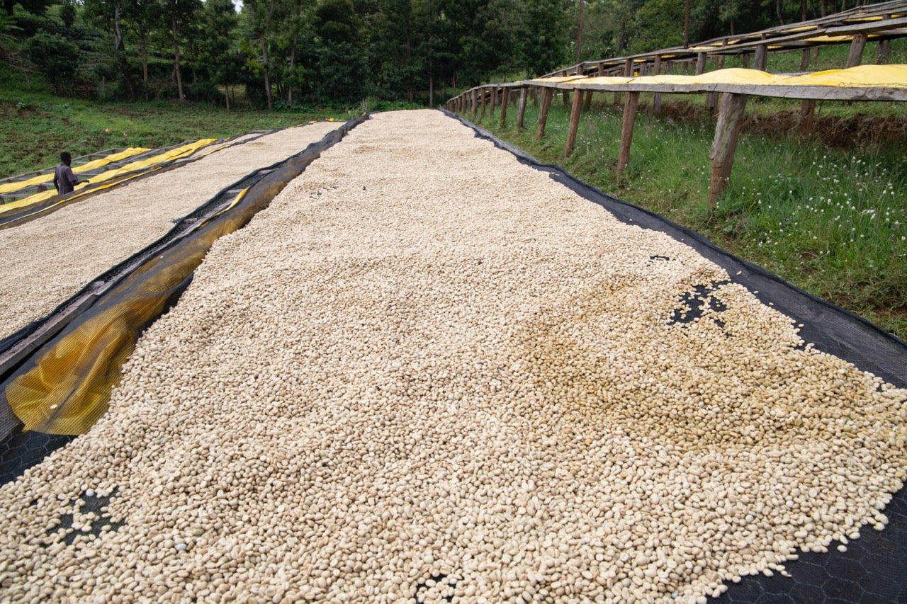 Mesas de secado al sol con granos de café sin procesar, una persona trabajando en el fondo, rodeadas de vegetación.