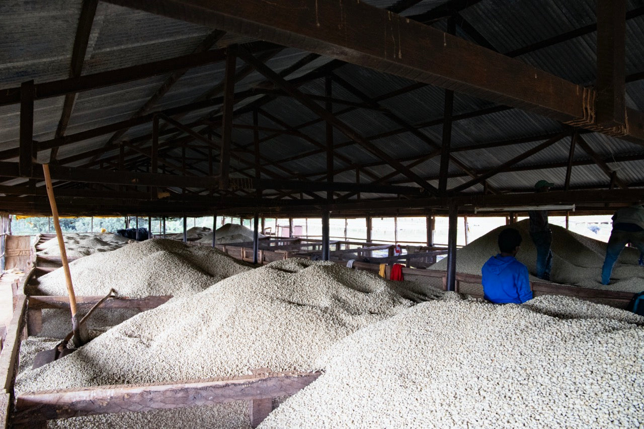 nterior de una bodega de secado de café, con montículos de granos de café sin procesar, y trabajadores moviendo los granos sobre mesas de secado.