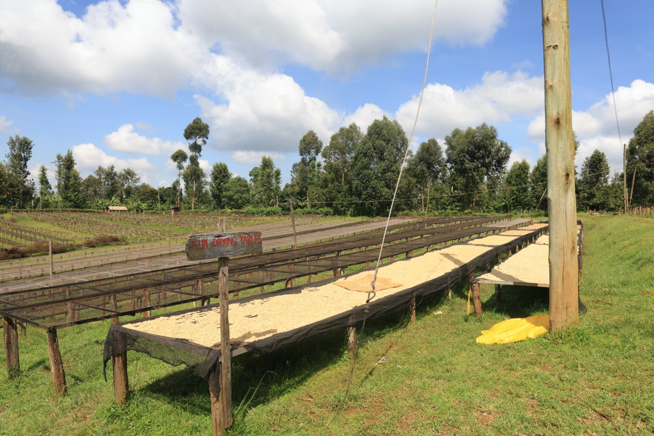"Mesas de secado al sol con granos de café en una plantación, bajo un cielo despejado y rodeadas de vegetación.