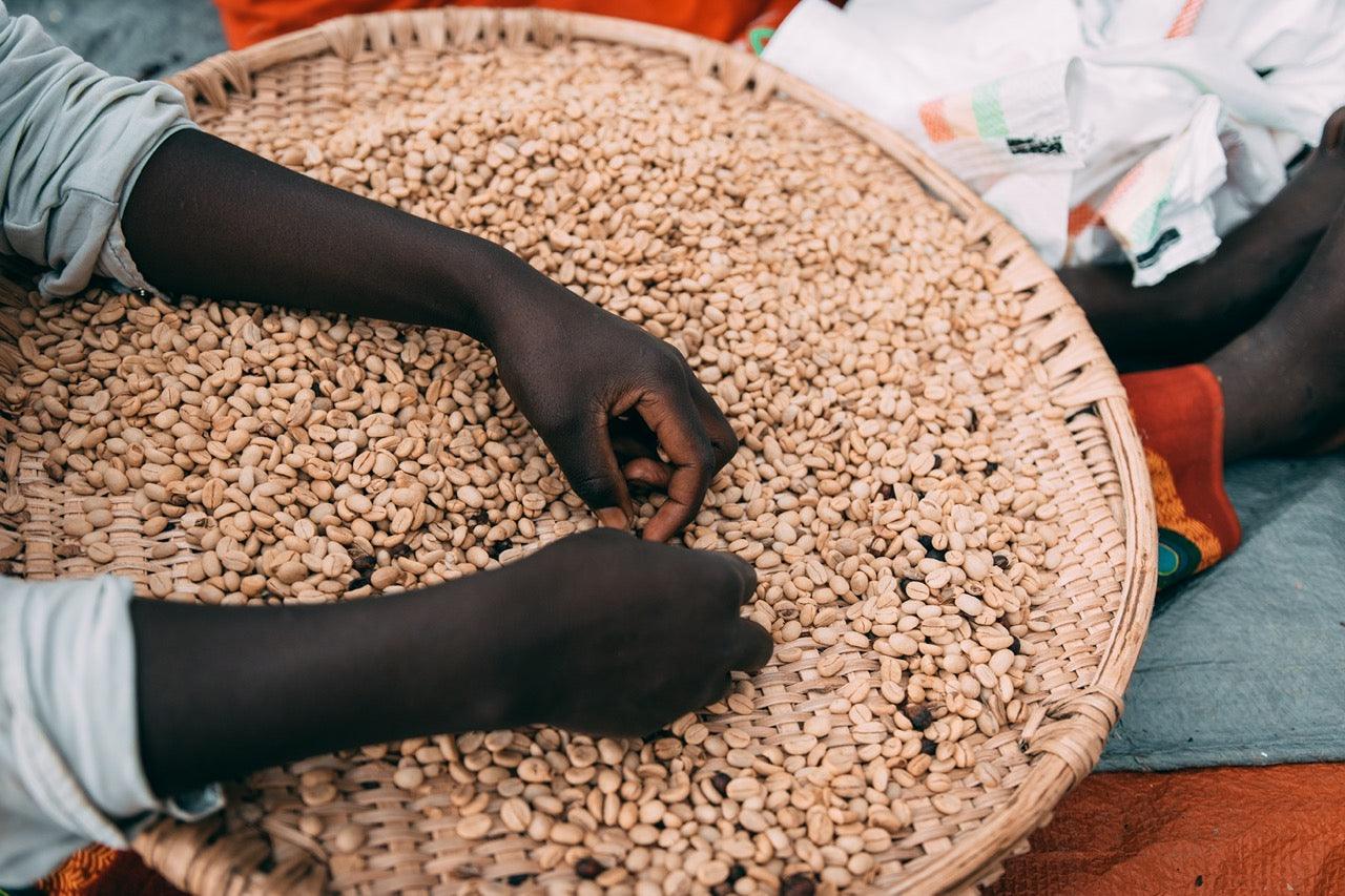 Selección manual de granos de café en Ruanda