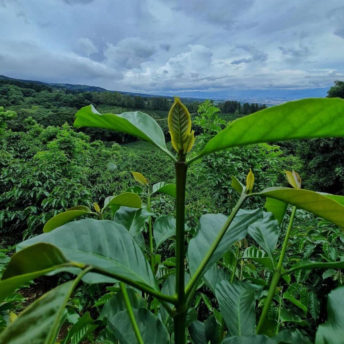 COSTA RICA | ALMA