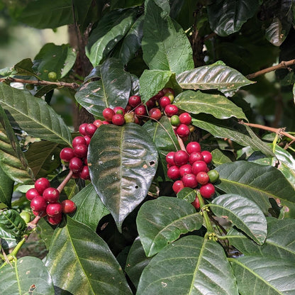 GUATEMALA | AVELLANA - Quinto Café